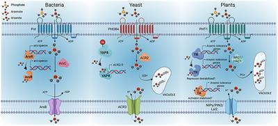 Arsenic perception and signaling: The yet unexplored world